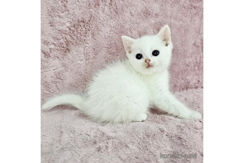 販売中の千葉県のマンチカン-113253の3枚目